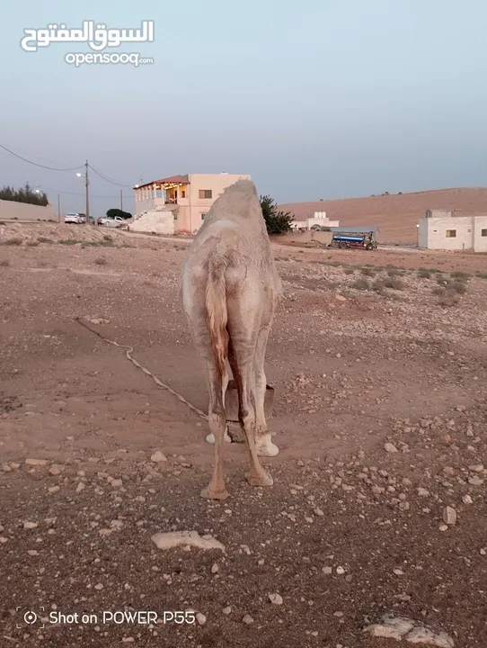 ناقه حايل ام رابع للبدل على ناقه خلفه طيبه ب الحليب