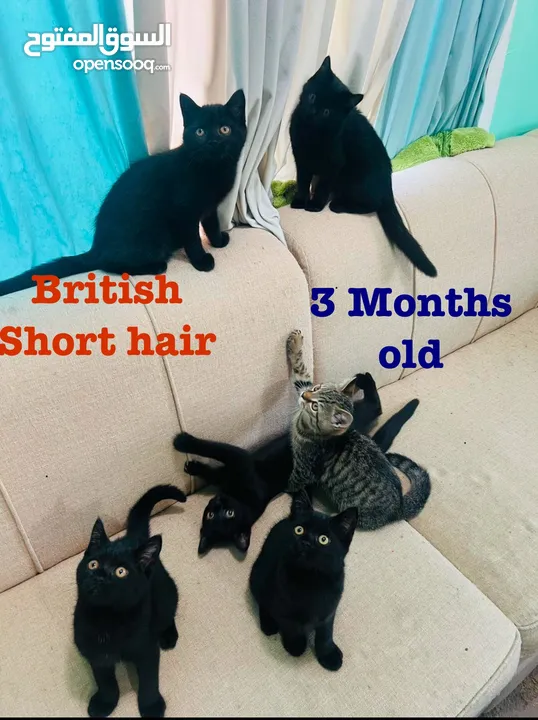 British Short Hair Cat