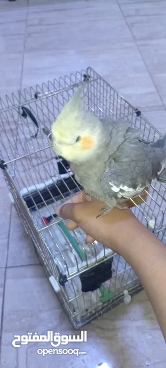 طير كوكتيل للبيع أليف ذكر     يصفر بصوت هادئ وليس  مزعج ويلحن أليف يأتي مع قفصه