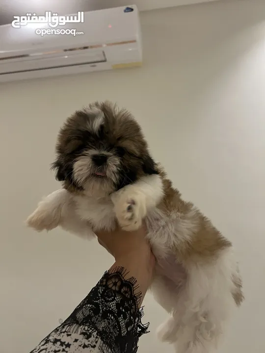 شيتزو كلاب للبيع  Shih tzu dog for sale