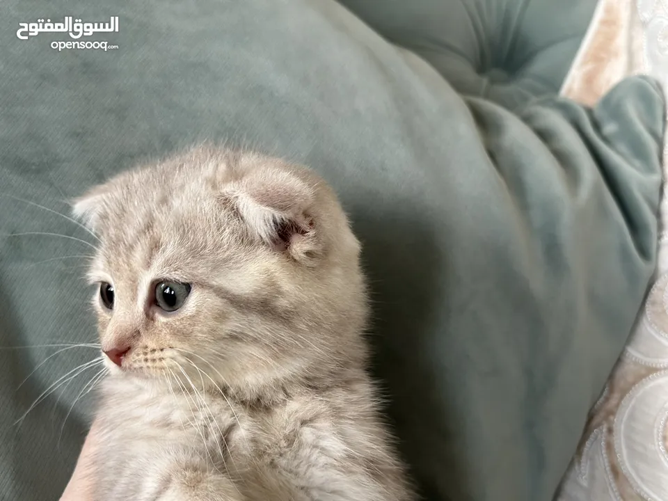 Scottish fold female