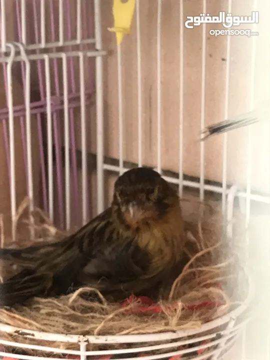 Breeding pair of canary in Alain