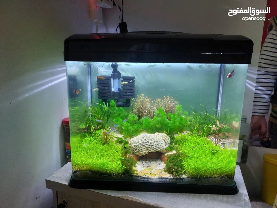 Planted Aquarium