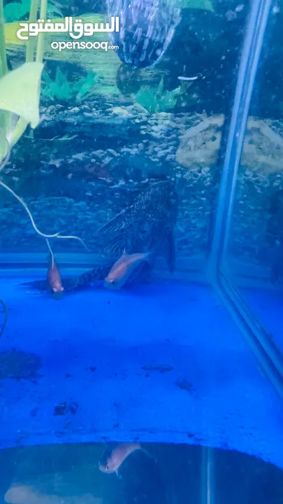 3 Koi Carp and 1 Sucker Fish for sale. 5 Kd Abbasiya