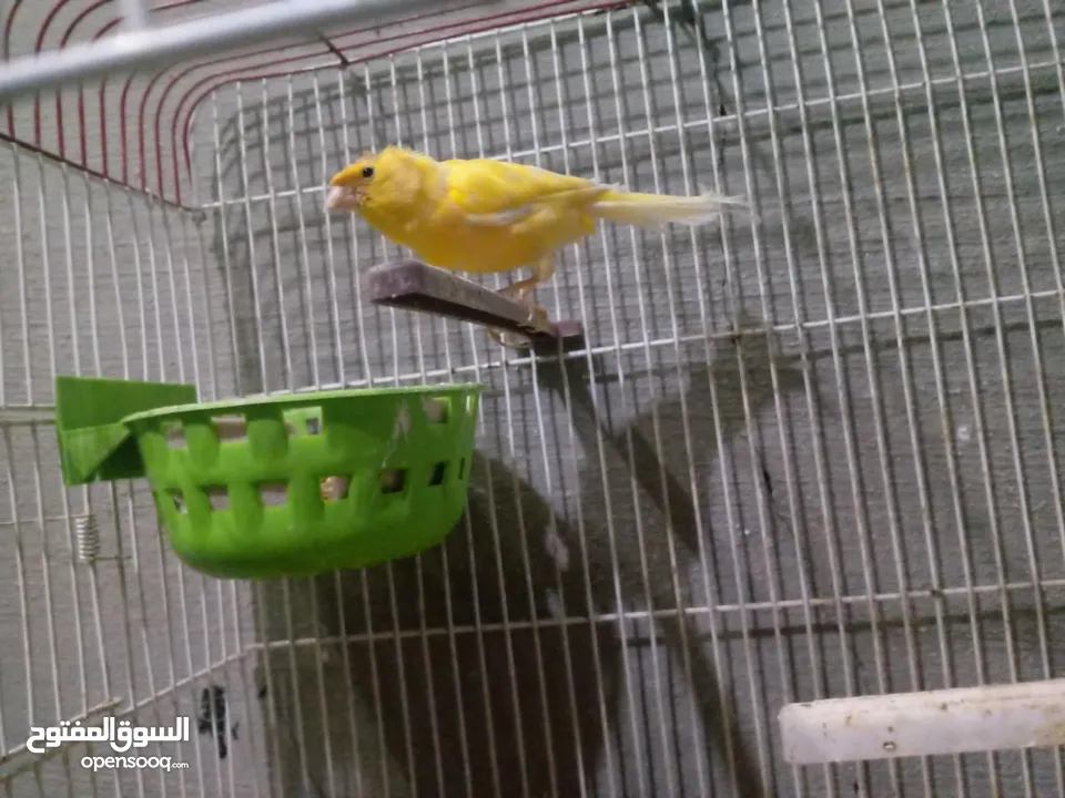 طحشت كنار بالصلاة على النبي صحة ونظافة كلهن من انتاجي الله يبارك لصاحب النصيب