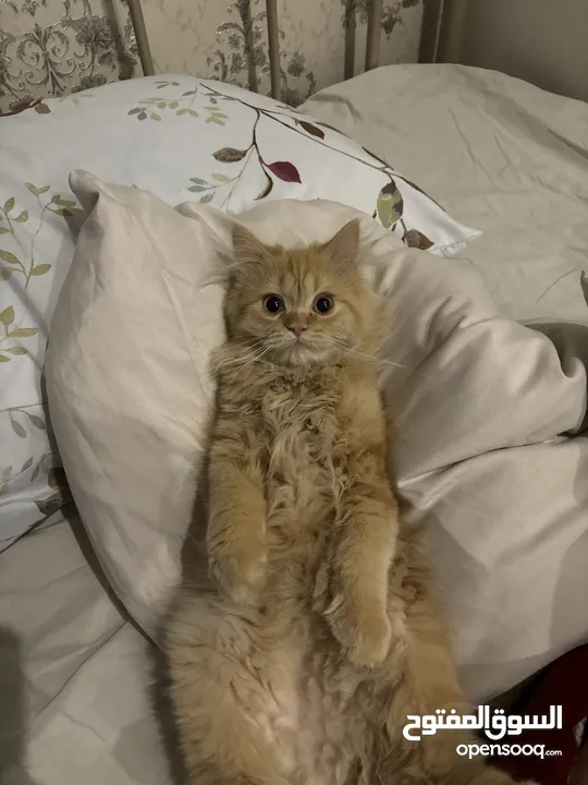 Kitten for sale قطه للبيع