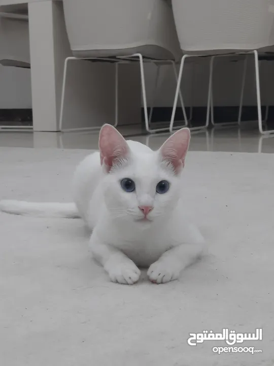 قطة بيضاء نوع Turkish angora  لون العيون ازرق  التطعيمات كاملة مع جواز سفر