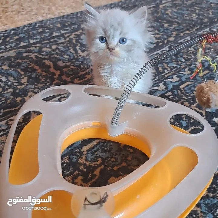 تواصل واتساب " قطط بيرشن وهملايا "