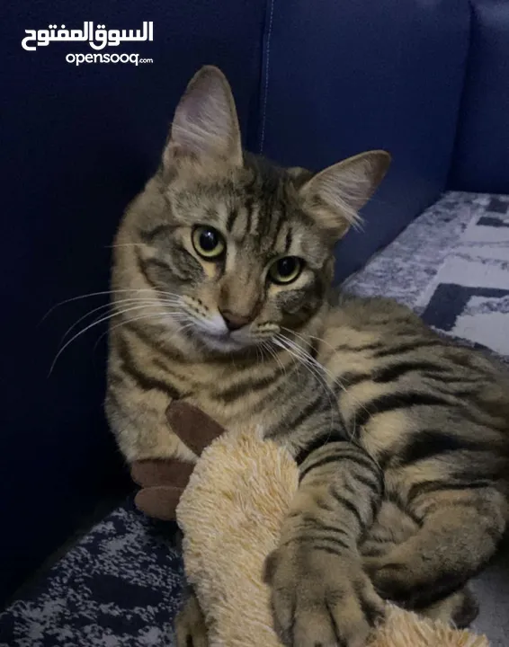 Male Bengal Mixed Breed