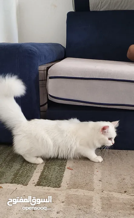 Persian  Cat  for sale