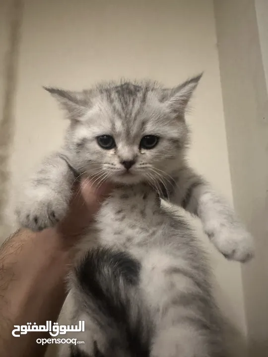 سكوتش فولد وستريت