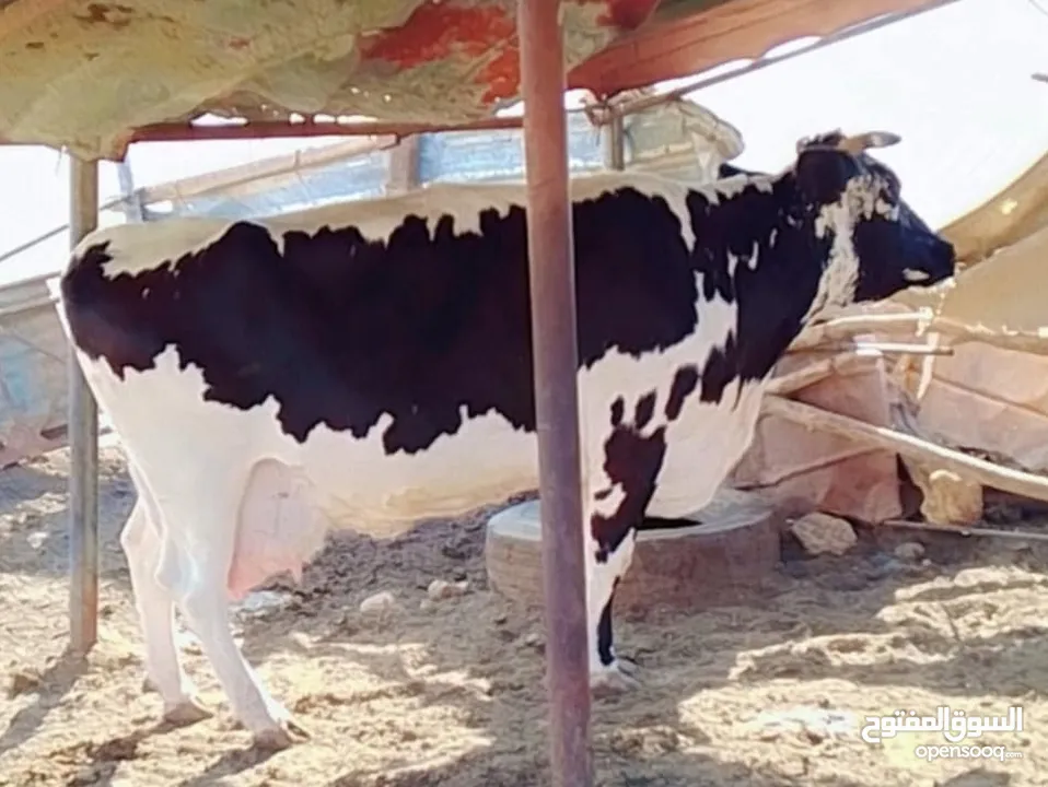 بقرة فريز عشار كبير