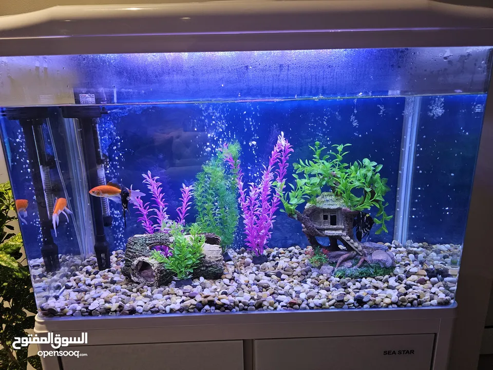 للبيع حوض أسماك زينة استخدم بسيط و بحالة ممتازة مع جميع الملحقات و المستلزمات
