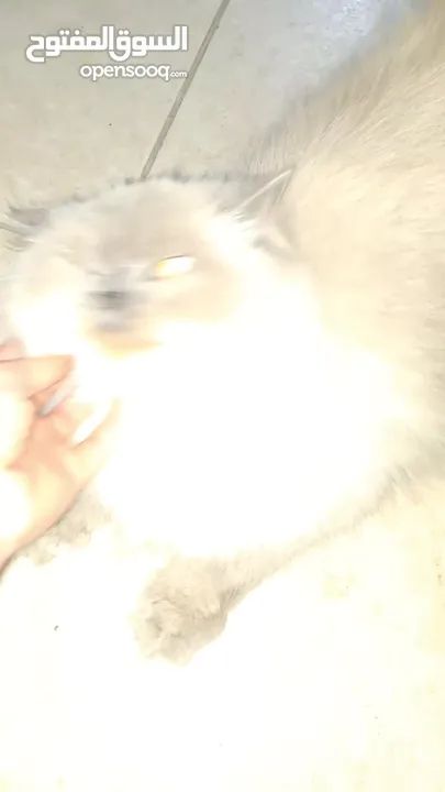 هملايا ذكر  Himalayan cat