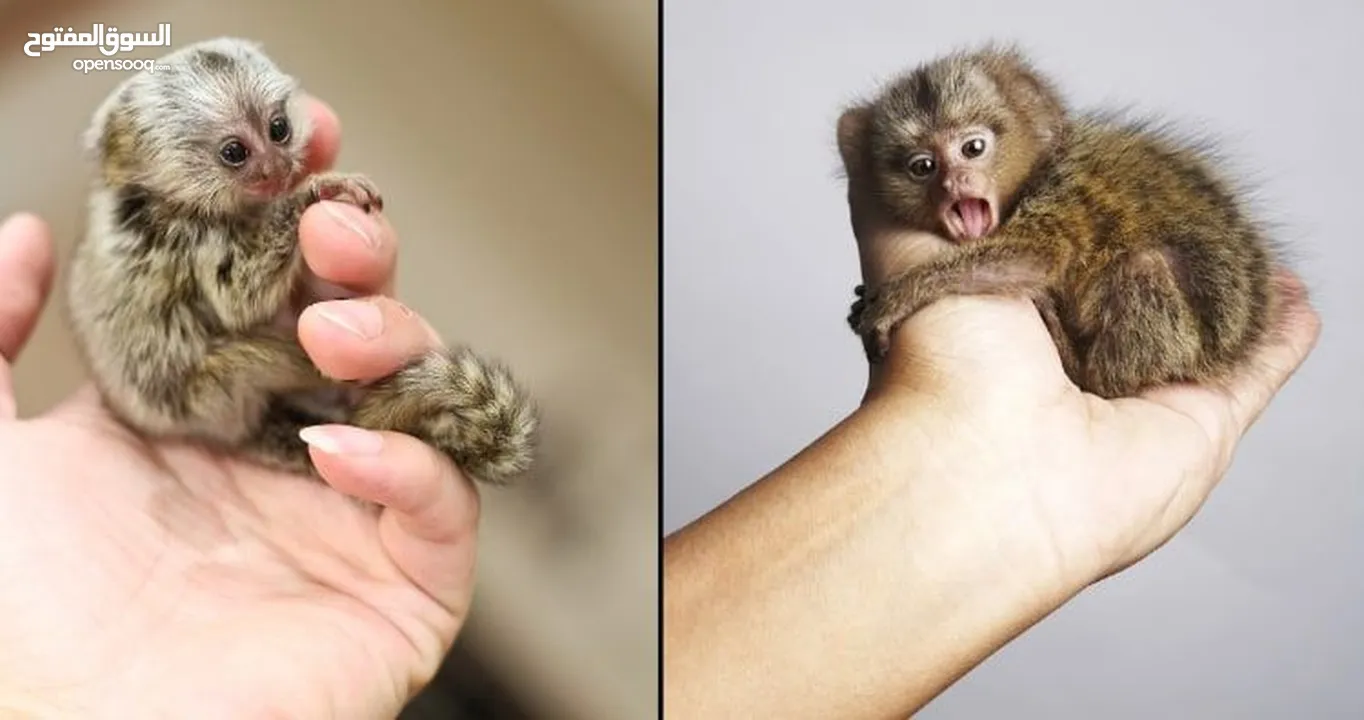 need marmoset monkey