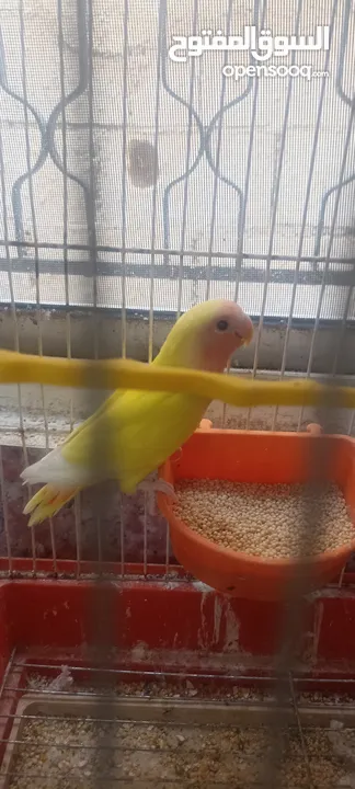 طيور روز وفشر وحب القراء الوصف تفاصيل اسعار حرق⁦ zzzzzzzzzzzzzzzzxxxxxxxxxxhbbbnnnbbbbbbbbbbbbbbbbbb