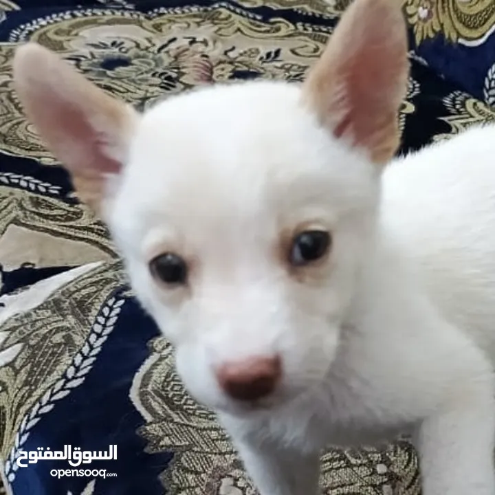 ما نوع هاذا الكلب  هل هاذا هاسكي
