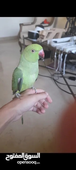 friendly indian ringneck parrot rose-ringed parakeet  درة