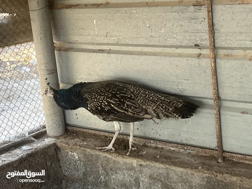 فرصه للبيع مجموعة طيور ب اسعار مميزه  شاهد الوصف