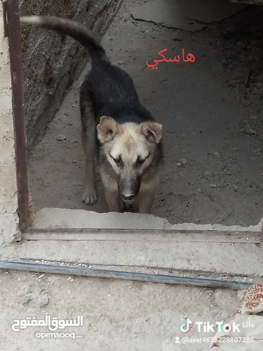 كلب جيرمن جرو للبيع لون ابيض واسود للبيع بسعر مغري جداً