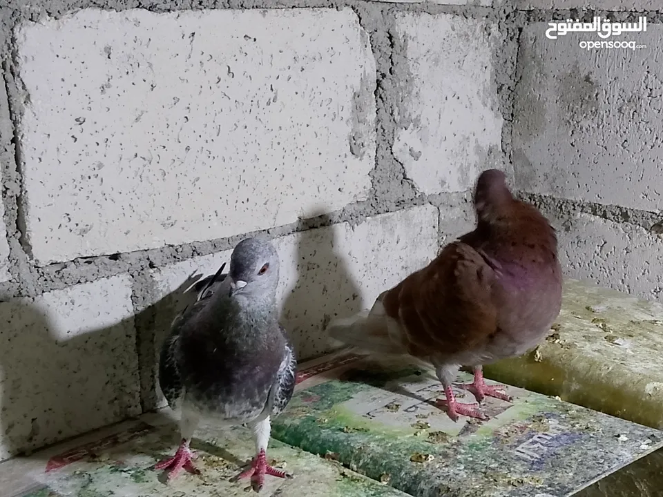 جواز حمام شغلات ميه بل ميه