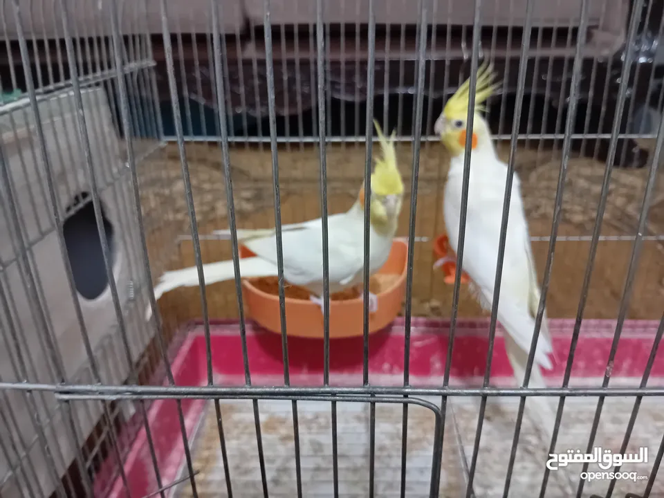 جوز كوكتيل لاتينو عين حمراء للبيع