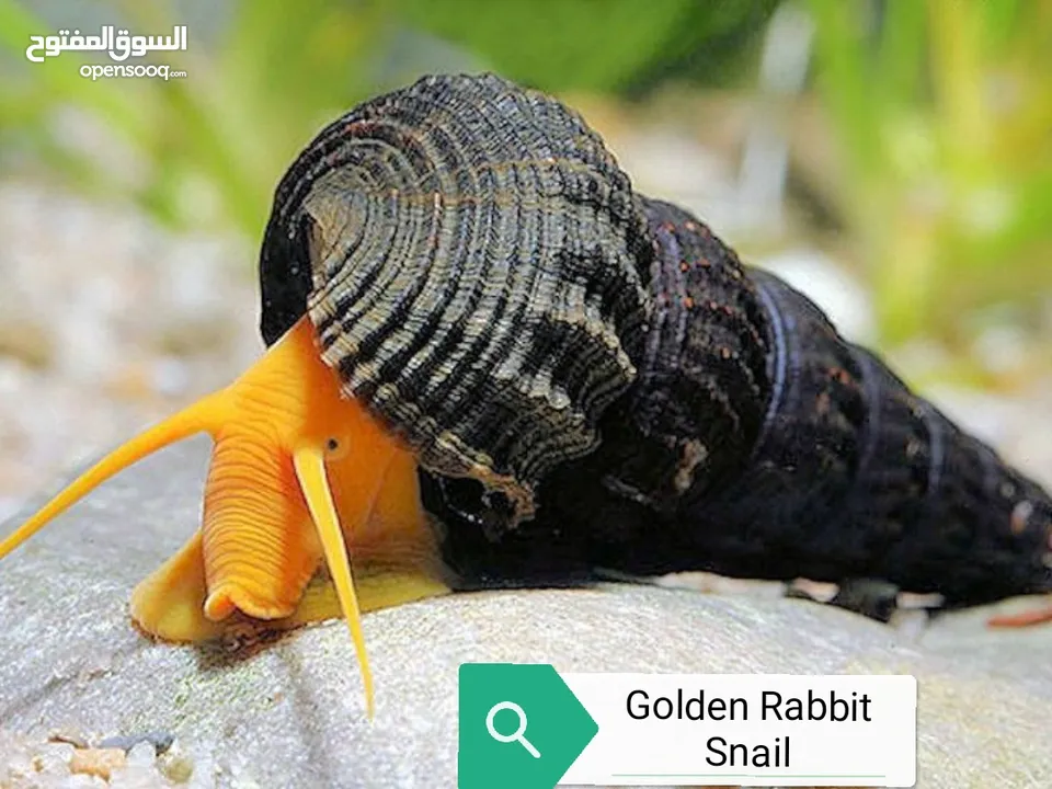 حلزونات زيبرا / جولدن رابيت (Zebra Snail & Golden Rabbit Snail) لأحواض السمك