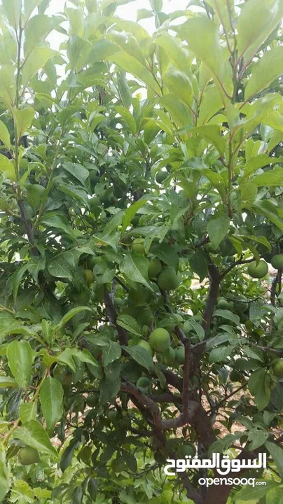 مزرعه مثمرهه فواكه مشكله مردود سنوي من 8 إلى 12 الف