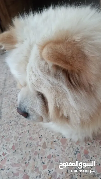 Chow Chow adults and Puppies in Caio جراوي تشاو تشاو و كبار للبيع