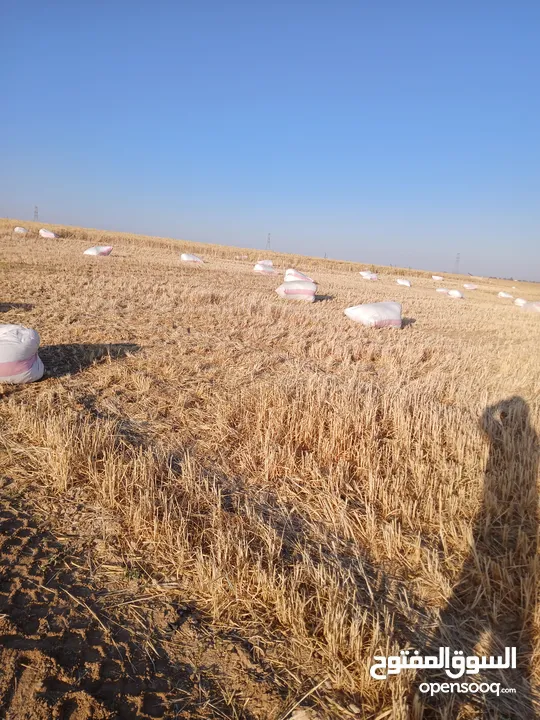 تبن قمح للبيع عترابو