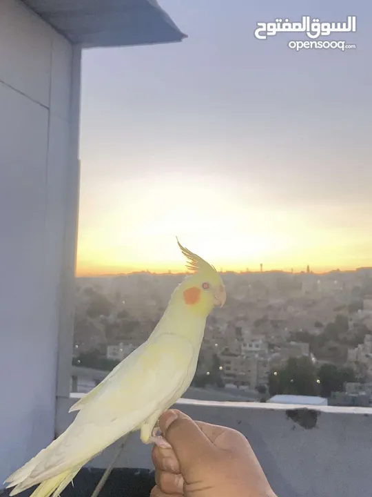 متاح ببغاء كوكتيل لاتينو المهتم يقراء الوصف