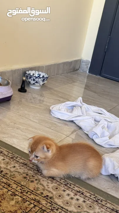 Golden and blue folded Scottish cat  جولدين سكوتش فولد عمر ثلاث شهور مستوى خارق