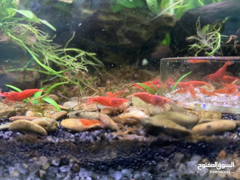 Red cherry shrimp