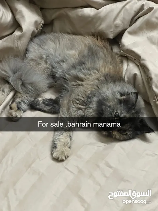 cat for sale