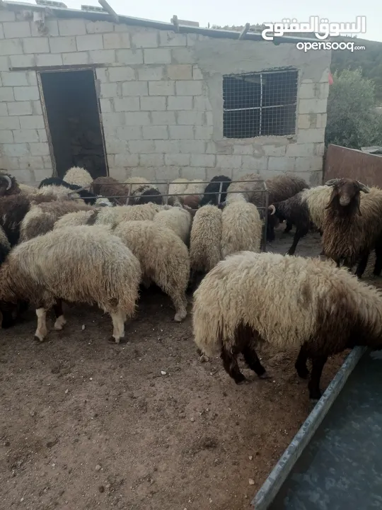 أضاحي الوزن الكيلو 5.50