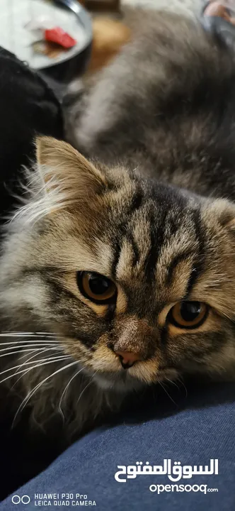 Beautiful chinchilla trained cat