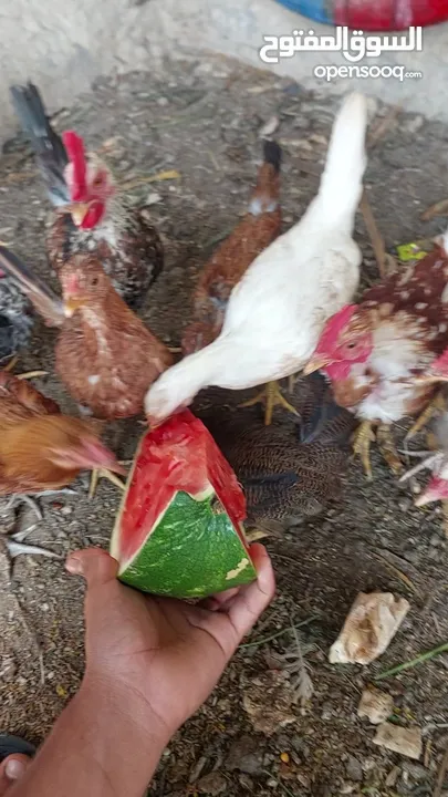 دجاج للبيع العمر 5 اشهر وملقحات