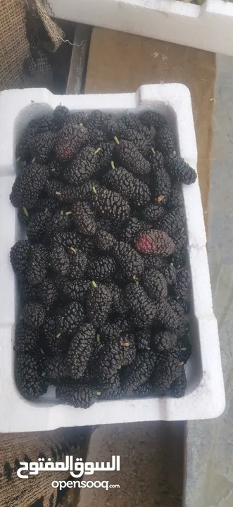 يوجد توت ابيض اسود