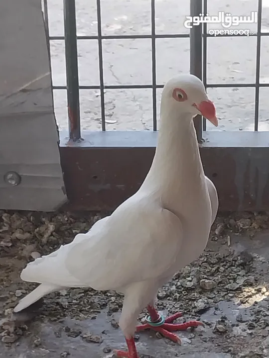 حمام نخب صحه ونضافه للبيع