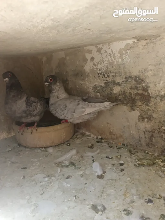 اربع جواز قراقطه حبات حلوة  شغالات