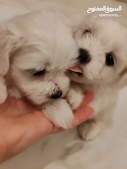 Maltese puppy’s pure adoption available