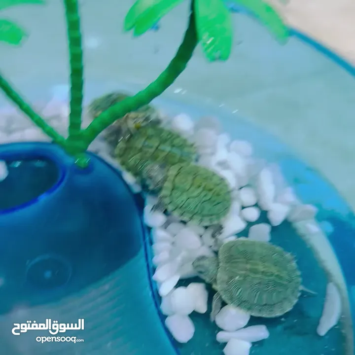 عروض نار سلاحف النينجا (ninja turtle)