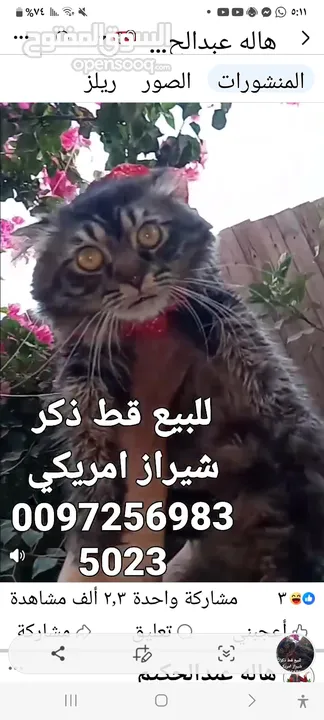 للبيع قطه شيرازي سكوتش بسعر 400 شيكل  للاستفسار