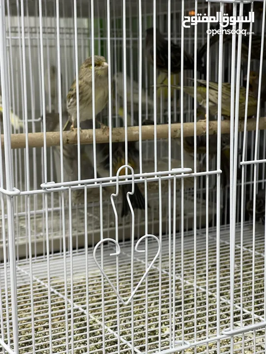 يوجد طيور كناري مميزة وجميلة في الخليل