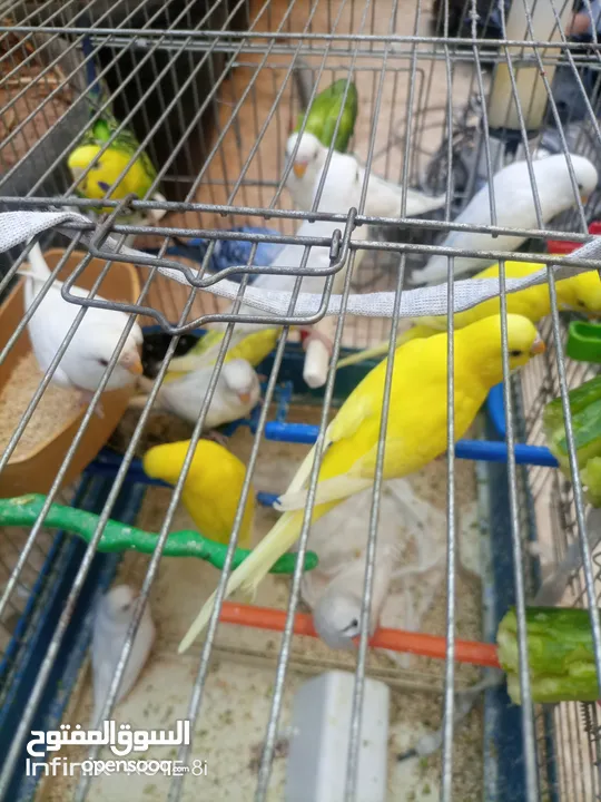 طيور للبيع