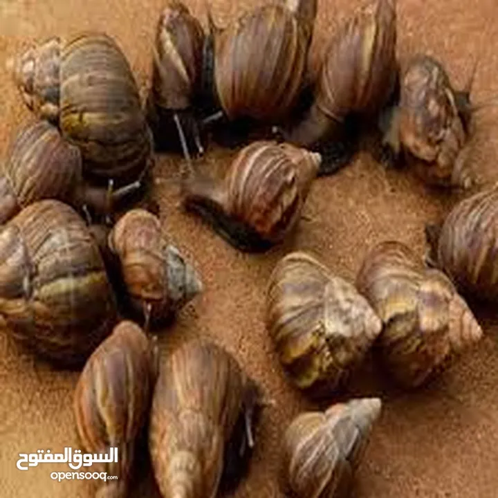 سلحفاه و بطه  و قطه شنشيلا و قط شيرازي  كتن بيبي ابيض و حلزون كركعه و بطبوطين  سلحفاة مائيه