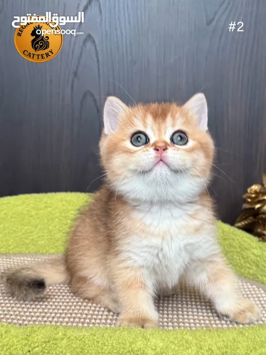High-level British Shorthair kittens with pedigree