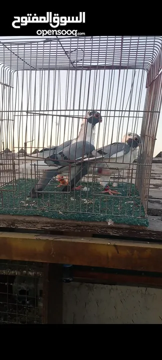 جوز فراخ اسطنابله  زرق وفرخ اسطنبولي احمر حبكين موجودات في الهاشمي الجنوبي