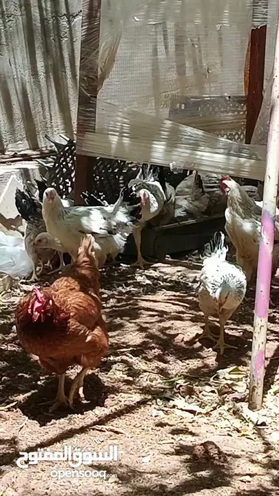 فرخات نخب سايكس عمر خمس اشهر ونصف ودجاج احمر سلالة محترمة  بياض بغزارة