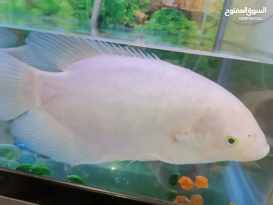 Fish Gourami big one and small one